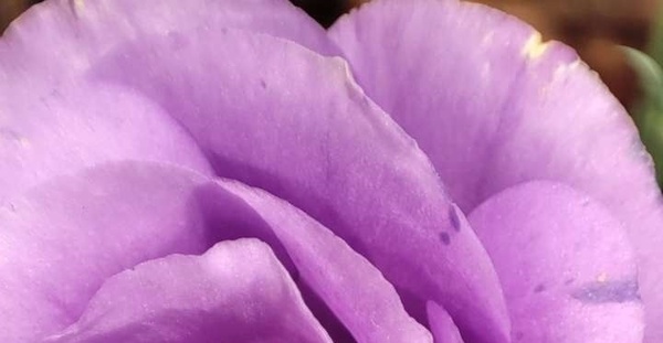那些花儿
