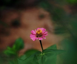 小区格桑花