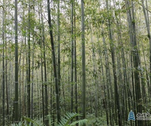 秦嶺竹林