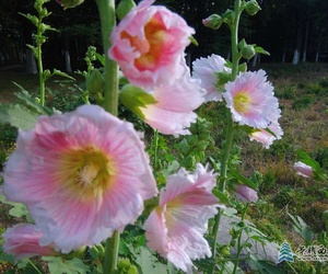 盛夏赏花大明宫
