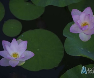 烈日荷花