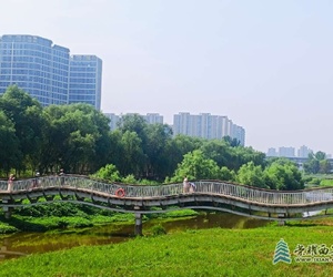 那樹，那水，那橋，那人