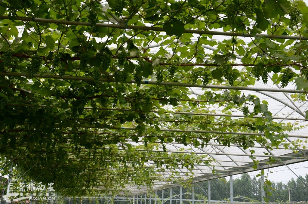 探访白鹿原葡萄主题公园