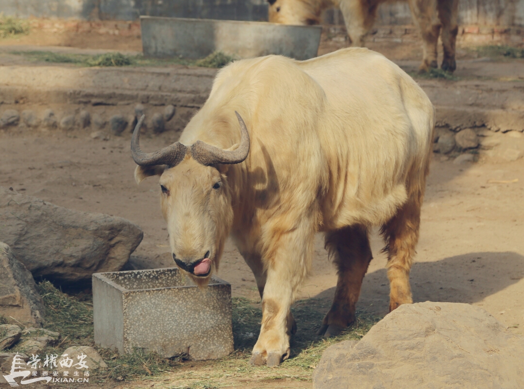 秦岭四宝——羚牛，它好萌吧