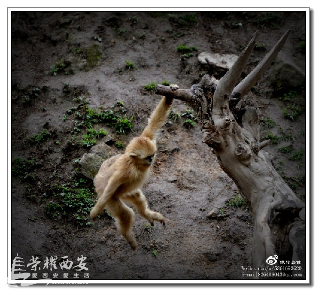 鍗庨槼琛