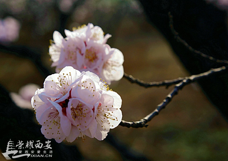 DSC_2668.JPG