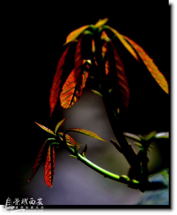 JPG_6372.JPG