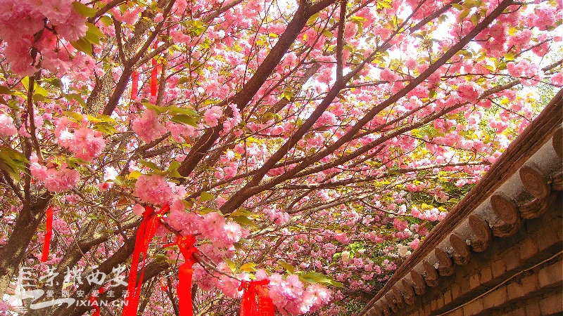 DSC09147_meitu_77.jpg