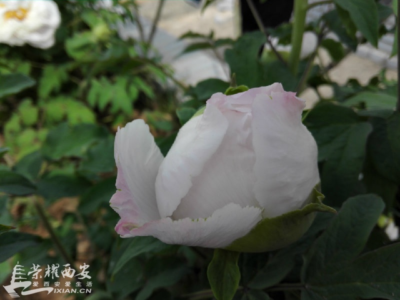IMG_1206.JPG