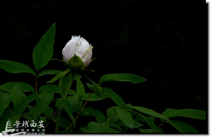 JPG_6810.JPG