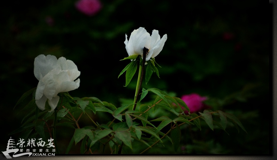 JPG_6843.JPG