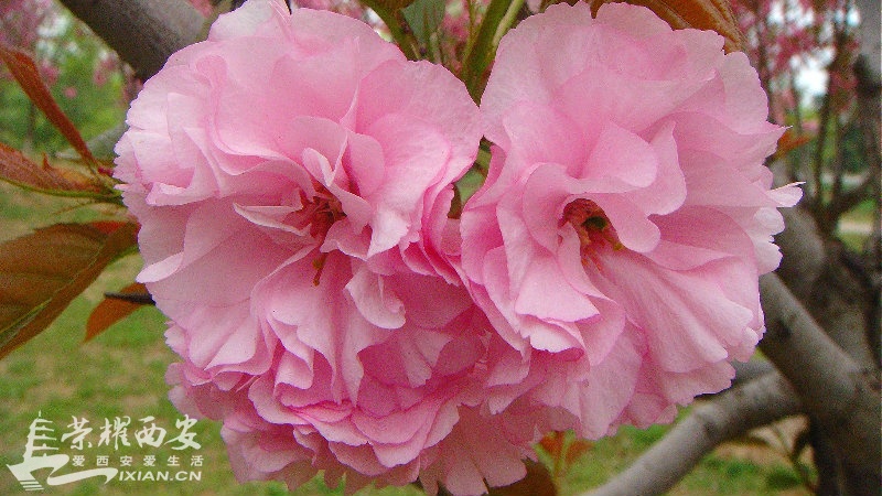 DSC09908_meitu_3.jpg