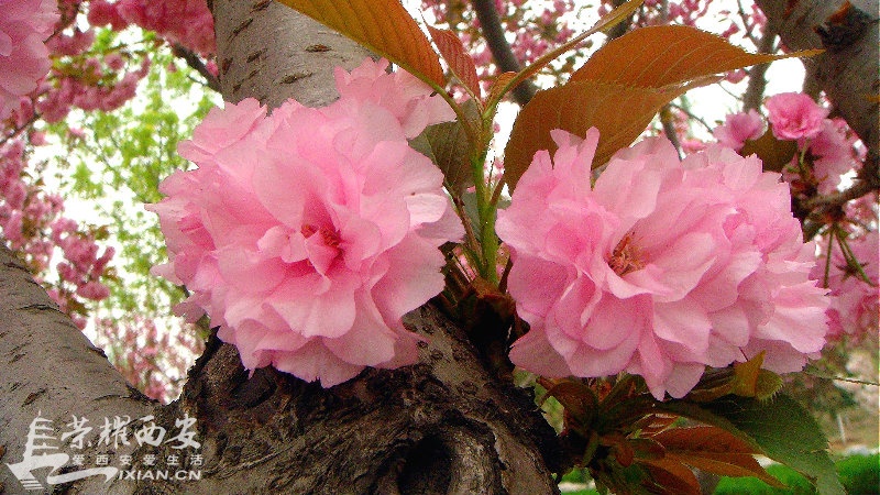 DSC09916_meitu_11.jpg