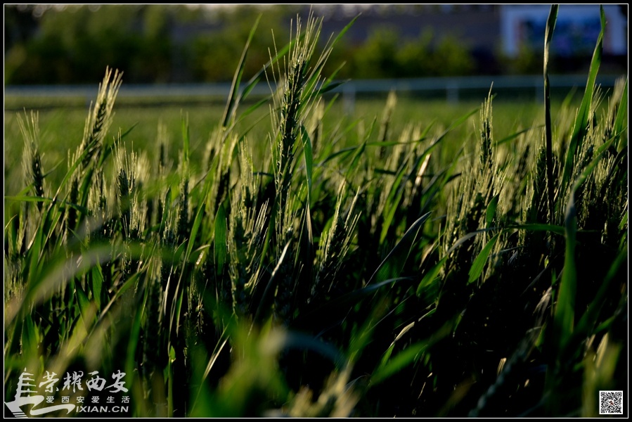 JPG_7587.JPG