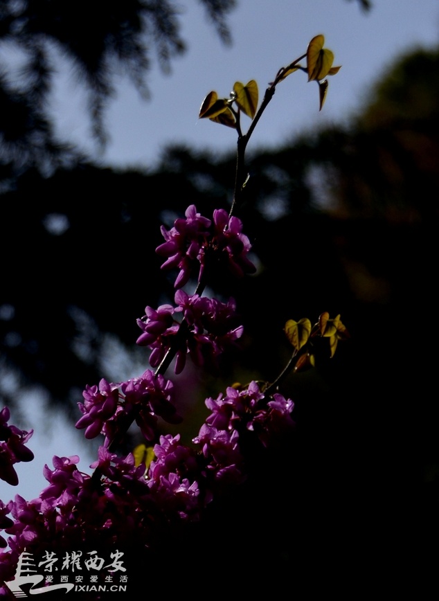 JPG_7359.JPG