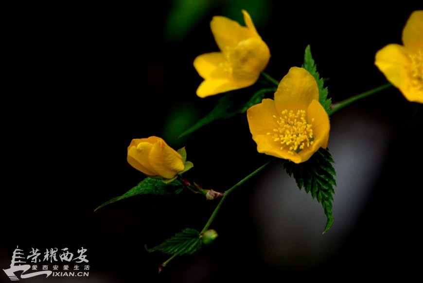 JPG_7495.JPG