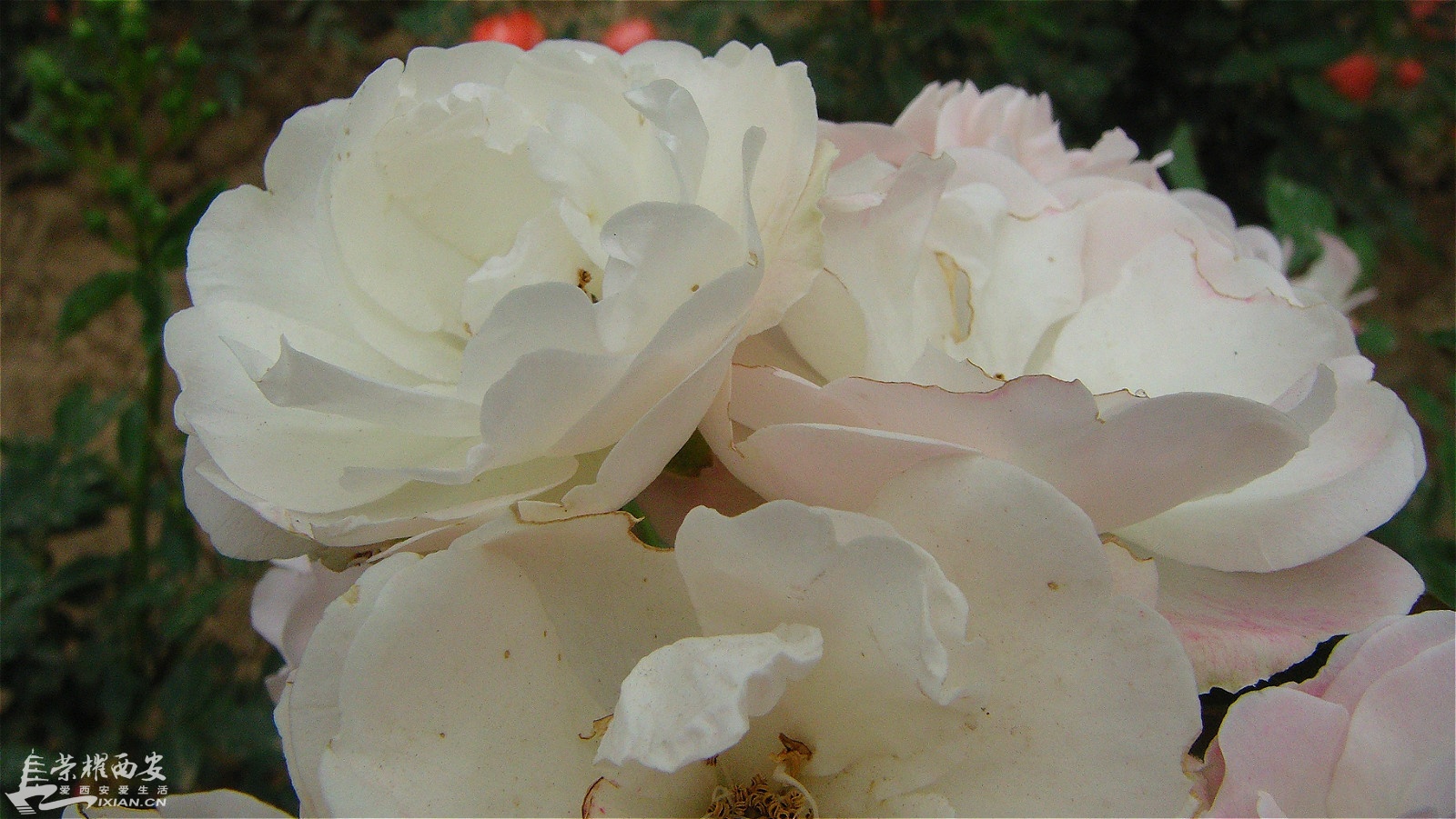 DSC01502_meitu_63.jpg