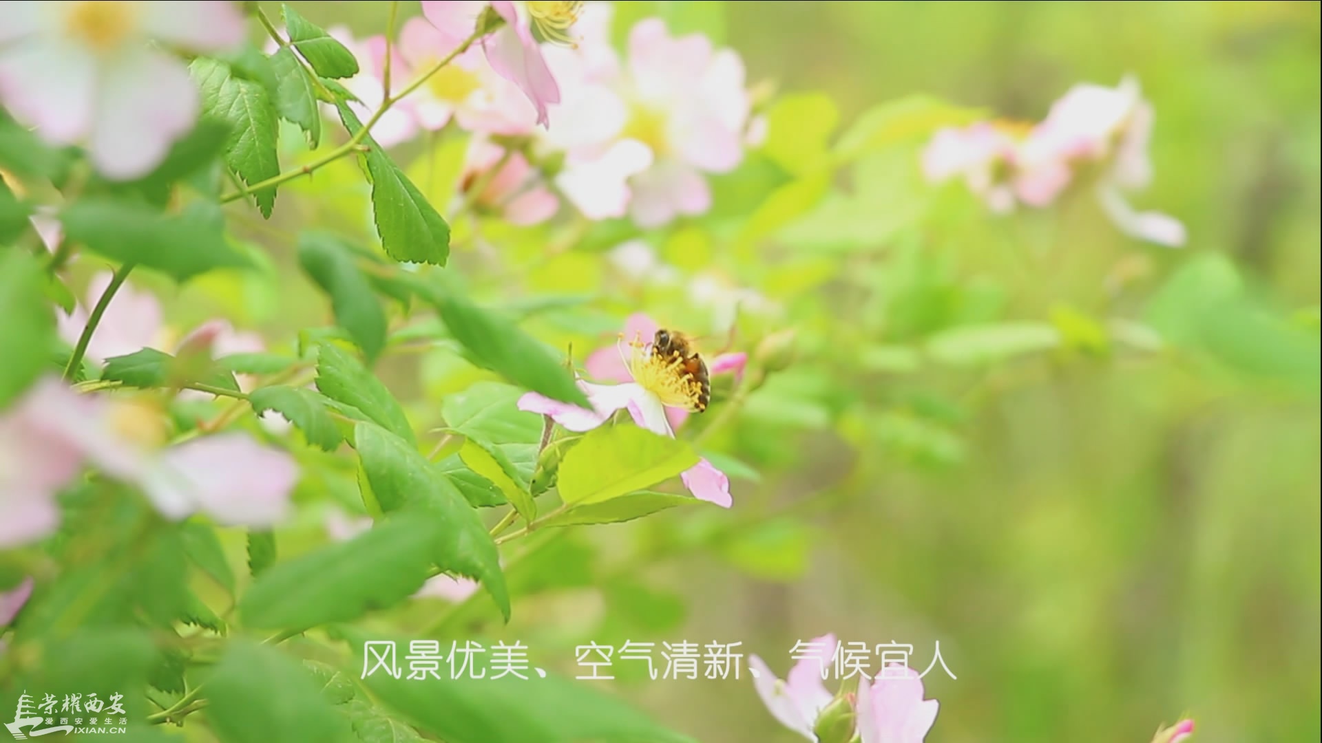 瀹ｄ紶鐗嘯00_00_35][20160514-105328-2].JPG
