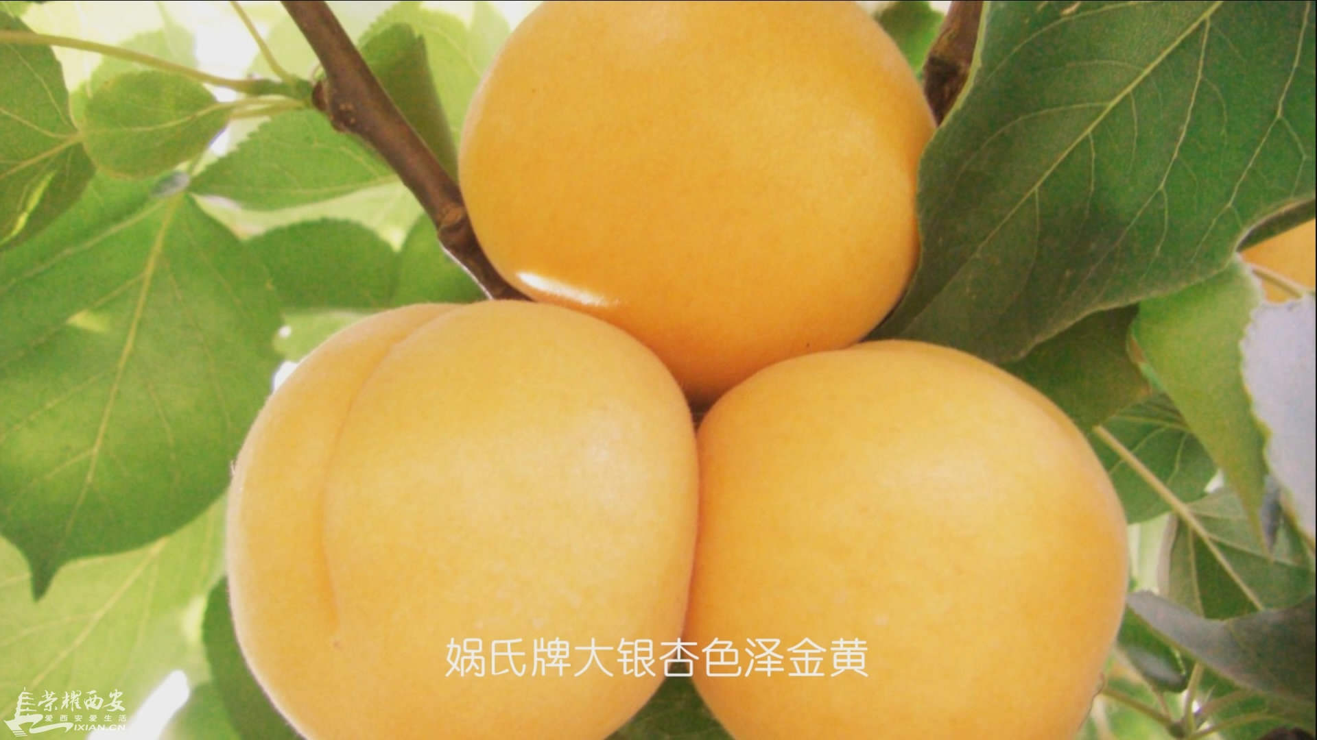 瀹ｄ紶鐗嘯00_01_49][20160514-105704-7].JPG