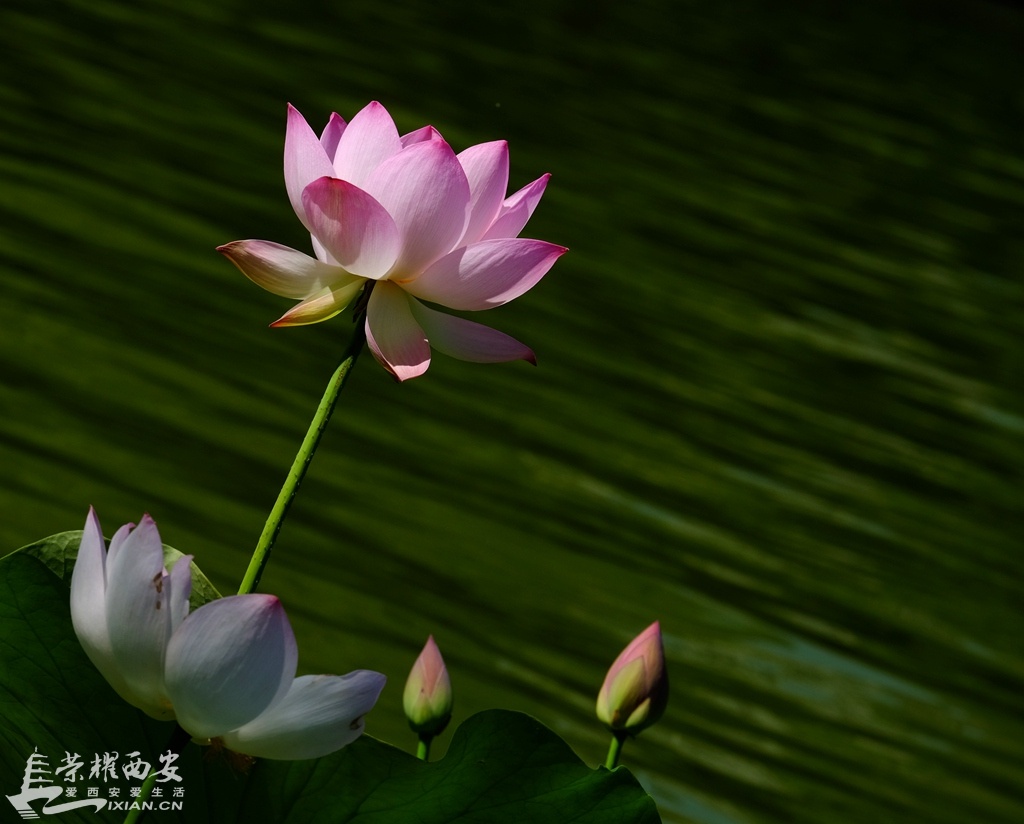 DSCF2106.jpg