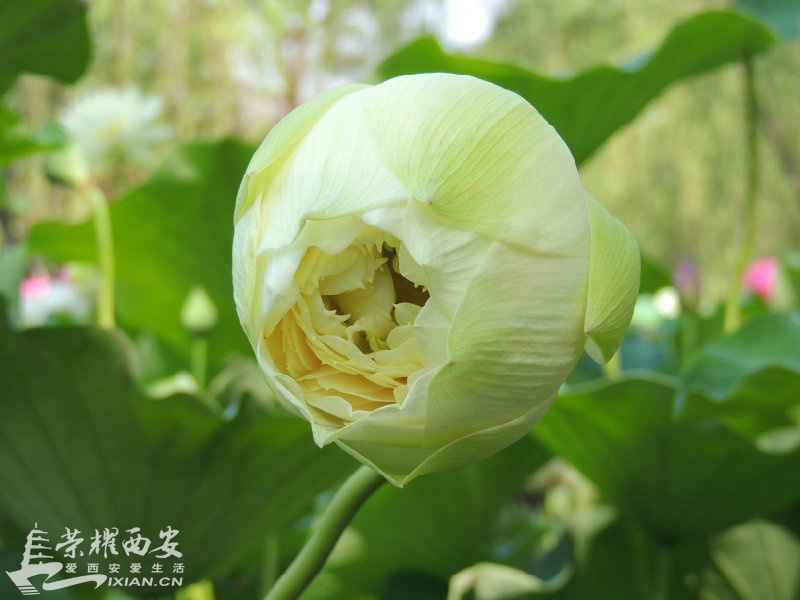DSCN0730.JPG
