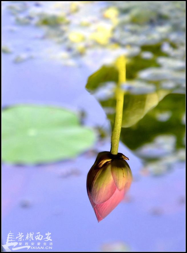 JPG_3264.JPG