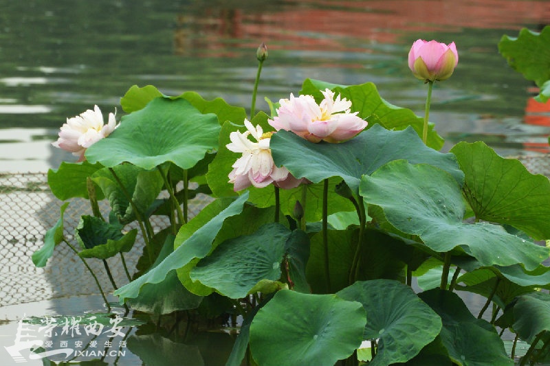 DSC_0980.JPG