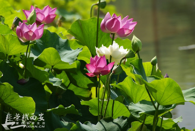 DSC03784.JPG