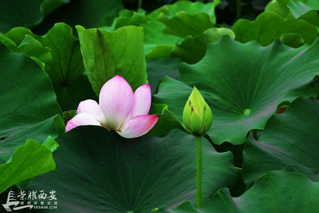 DSC_1077鍓?湰.jpg