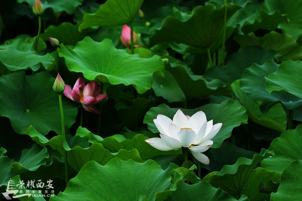 DSC_1078鍓?湰.jpg