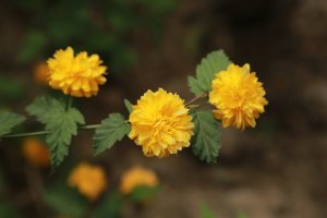psb (9).jpg