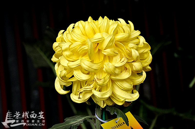 _DSC0978_副本.jpg
