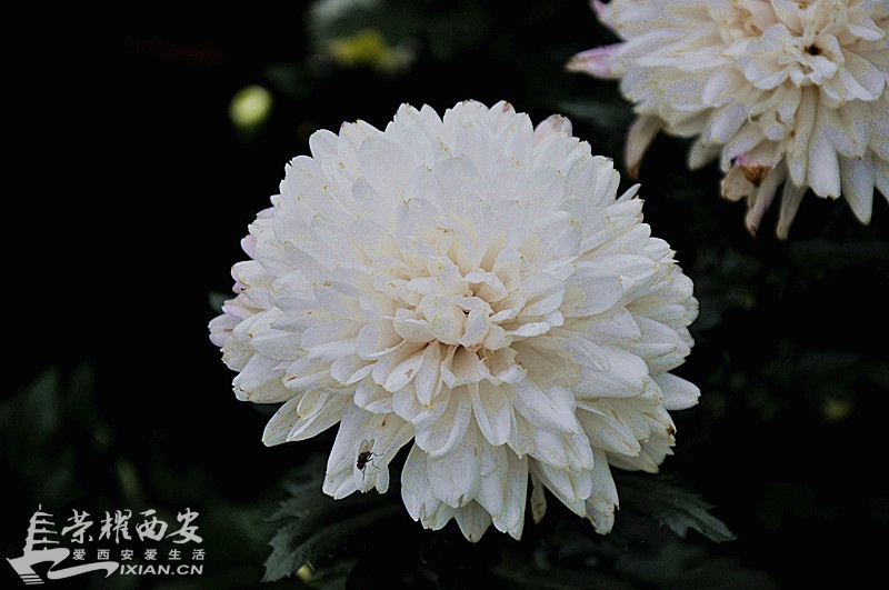 _DSC1013_副本.jpg