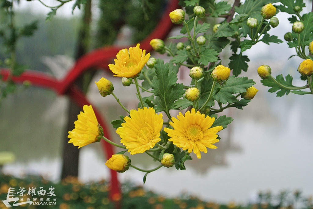 DSC_8817副本.jpg