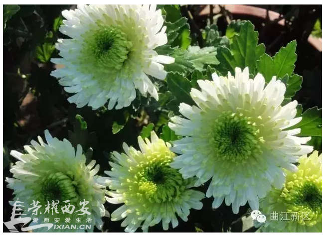 QQ截图20161019144911.png