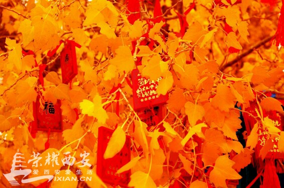 FJI70472fs7q.jpg