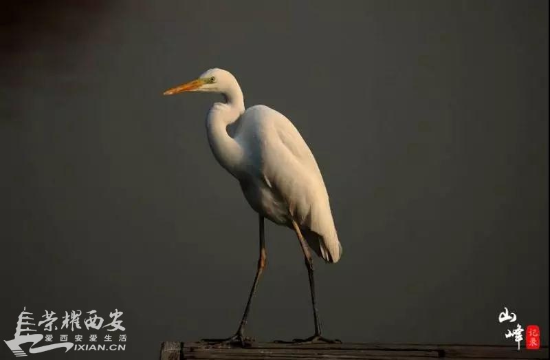 微信图片_20190103144756.jpg