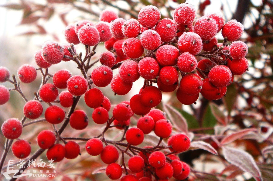 DSC00954_meitu_10.jpg