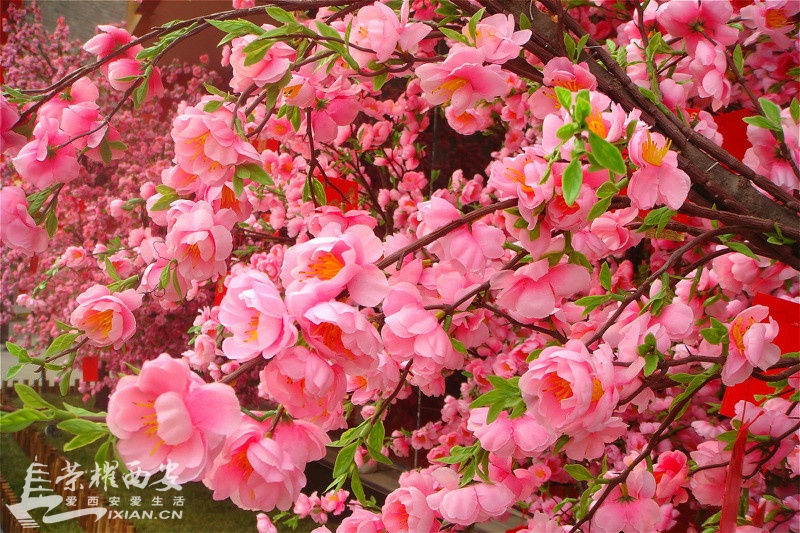 DSC02057_meitu_15.jpg