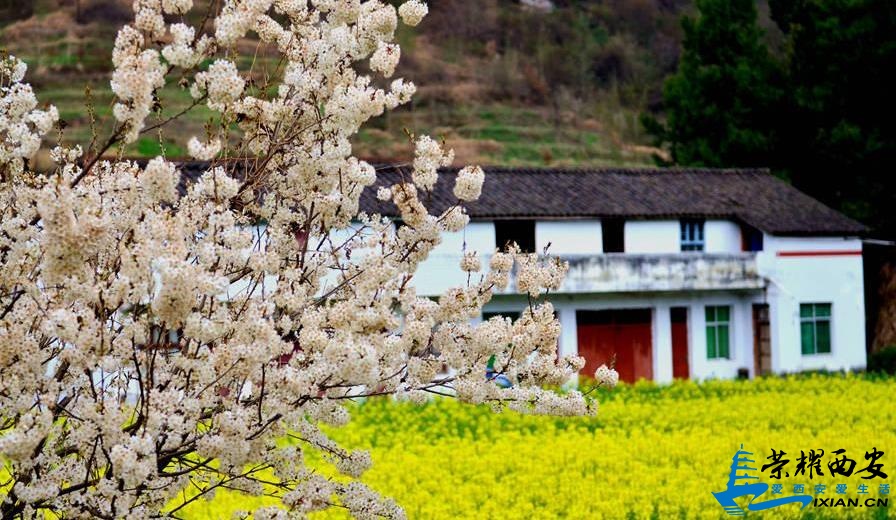 橙黄闪亮的油菜花与樱花想呼应