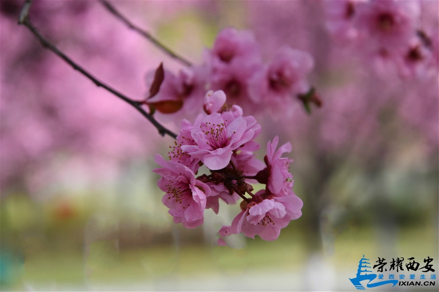 DSC_0771_meitu_78.jpg