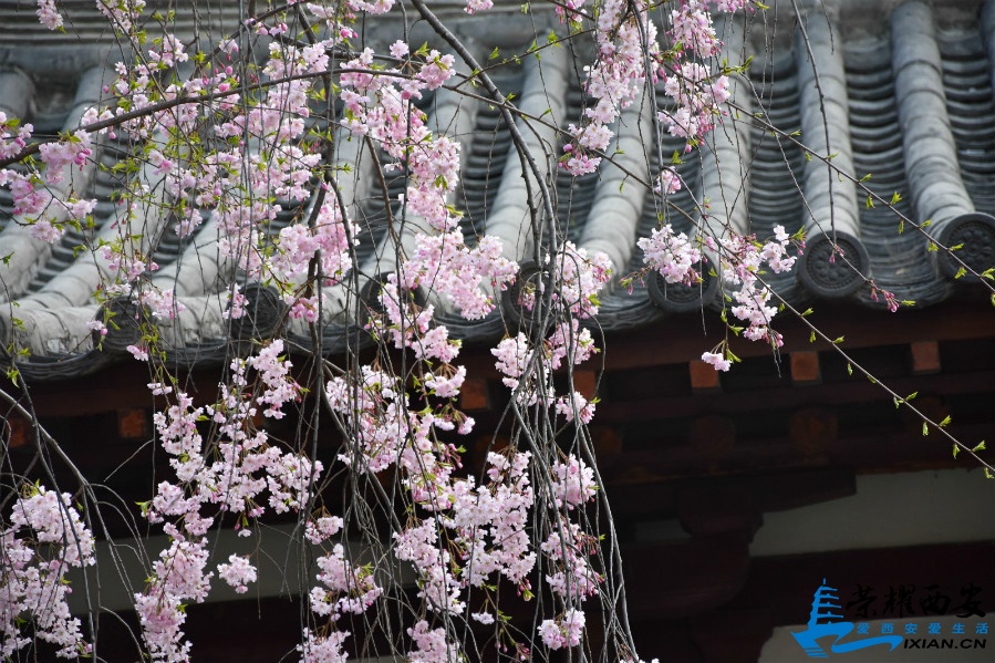 DSC_0826_meitu_12.jpg