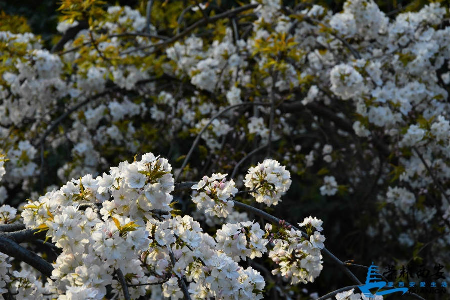 DSC_0835_meitu_17.jpg