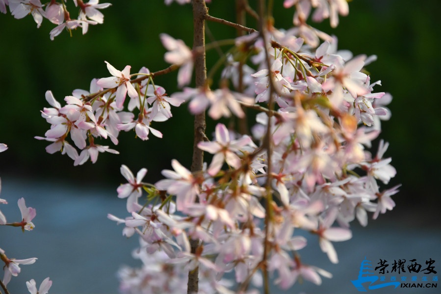 DSC_0846_meitu_20.jpg