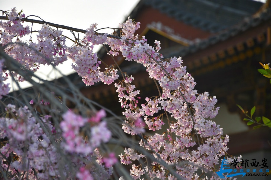 DSC_0848_meitu_22.jpg
