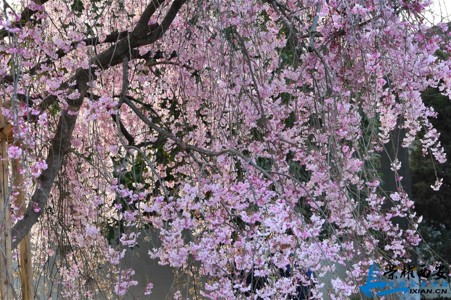 DSC_0856_meitu_28.jpg