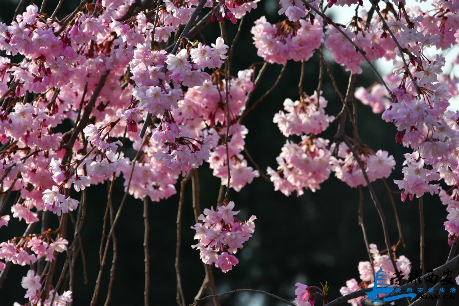 DSC_0894_meitu_50.jpg
