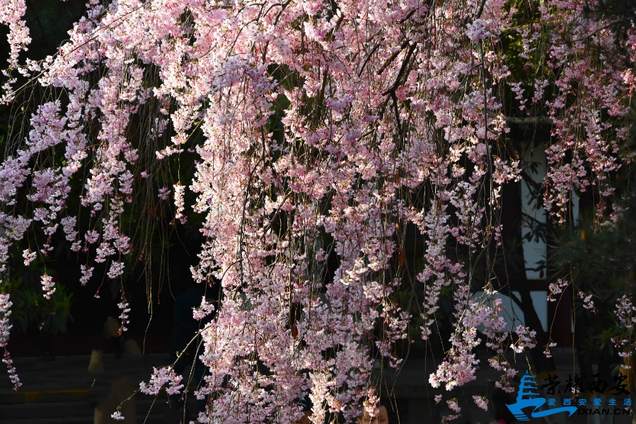 DSC_0899_meitu_54.jpg