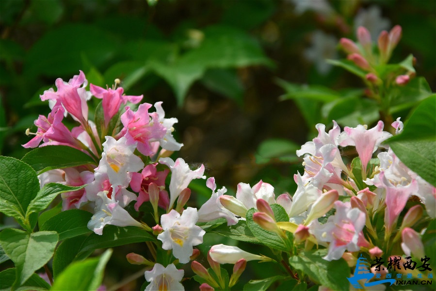DSC_3417_meitu_97.jpg