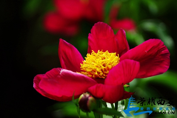 IMGP7269.jpg